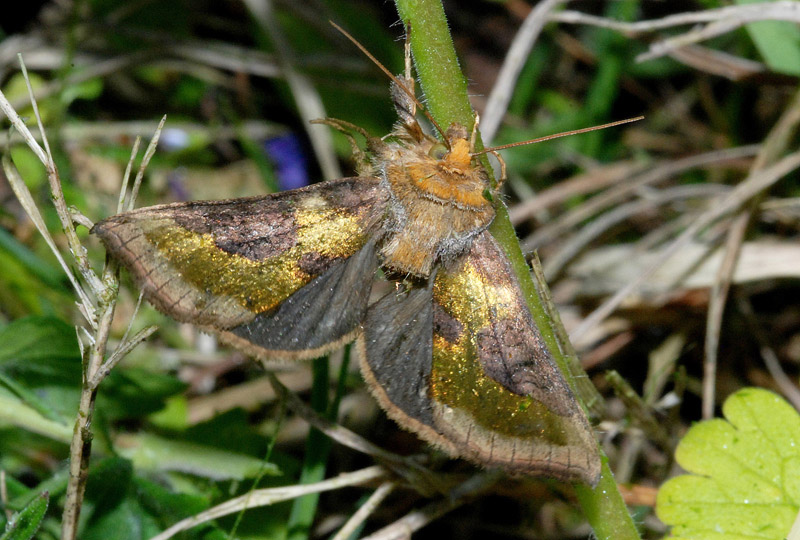 Diachrysia chrysitis? - Diachrysia stenochrysis